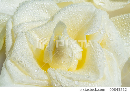 White yellow rose flower with drops of water as background. Macro photography White yellow rose flower with drops of water as background. Macro photography 90845212