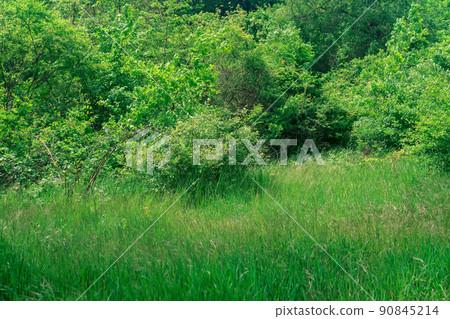 natural landscape, grassy meadow at the edge of a deciduous forest 90845214