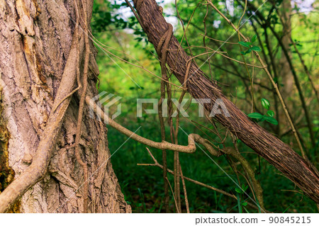 stems of climbing and creeping plants in a subtropical forest close-up 90845215