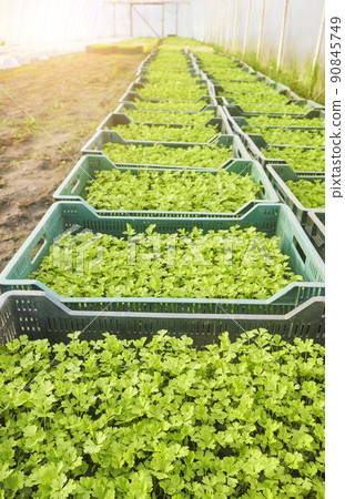 Organic vegetable seedlings in boxes in a greenhouse, selective focus. 90845749