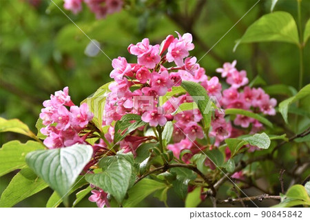 Taniugi's flower Taniugi's flower 90845842