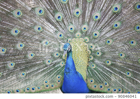 Peacock a portrait 90846041