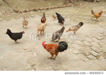 chicken on barn yard. poultry farming concept chicken on barn yard. poultry farming concept 90846972