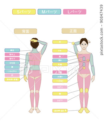白色背景矢量數據的圖像說明表明年輕亞洲人脫毛美學的整個身體 白色背景矢量數據的圖像說明表明年輕亞洲人脫毛美學的整個身體 90847439