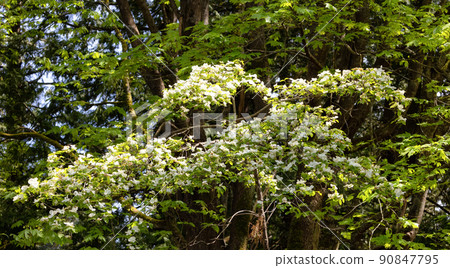 White Flowers on a tree in a forest. Nature Background. White Flowers on a tree in a forest. Nature Background. 90847795