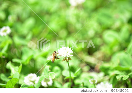 White clover and bees White clover and bees 90848001
