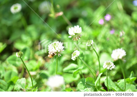 White clover and bees White clover and bees 90848006