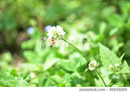 White clover and bees White clover and bees 90848009