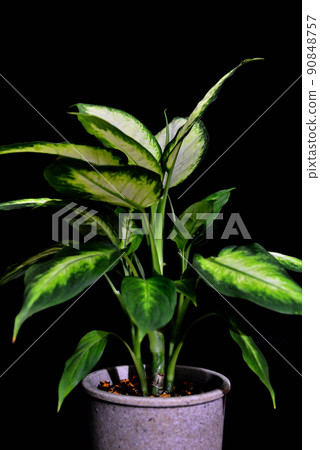 Ornamental plant Dumb canes Camilla black background 90848757