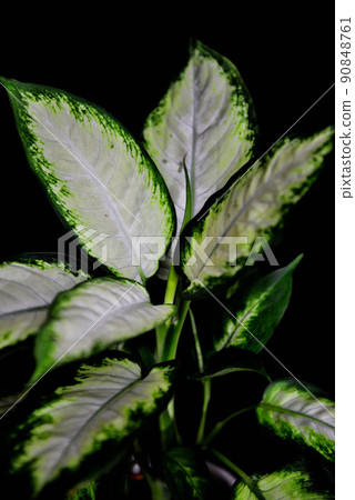 Ornamental plant Dumb canes Camilla black background 90848761