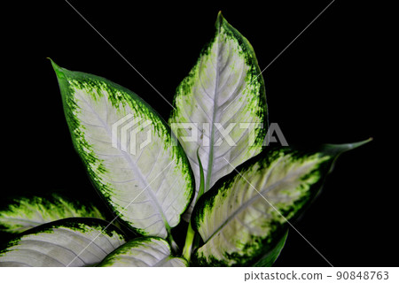 Ornamental plant Dumb canes Camilla black background 90848763