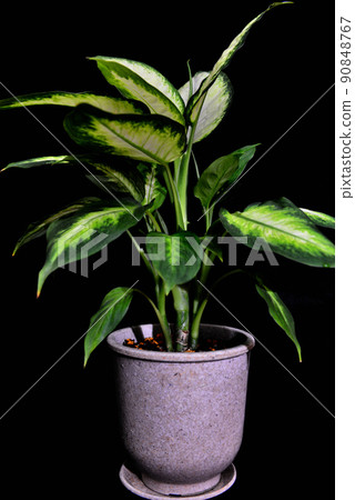 Ornamental plant Dumb canes Camilla black background 90848767