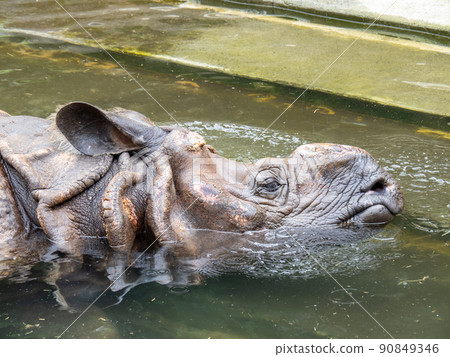 淹沒在水中的印度犀牛。 淹沒在水中的印度犀牛。 90849346