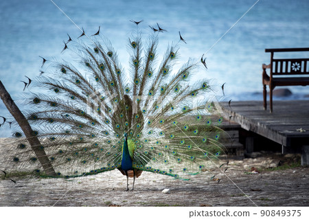beautiful male indian pheasant standing against blue sea 90849375