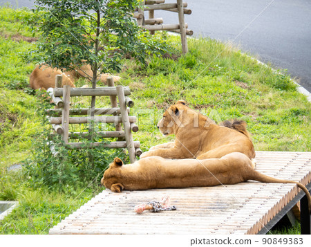 Lions at Tama Zoological Park. Lions at Tama Zoological Park. 90849383