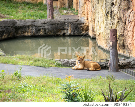 Tama Zoological Park. Lion (female). Tama Zoological Park. Lion (female). 90849384