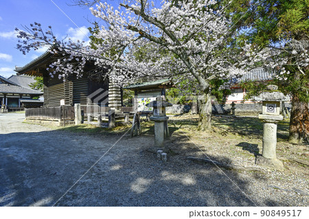 Todaiji Hokke-do Keiko side and cherry blossoms 90849517