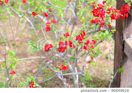 Flower of crumpled 90849628