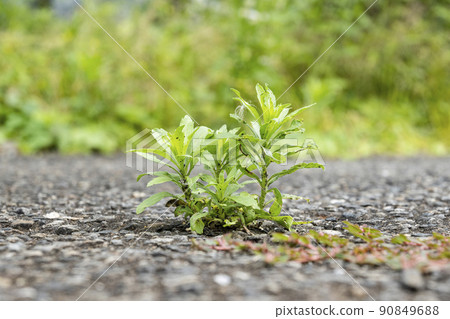 Weeds growing from asphalt 90849688