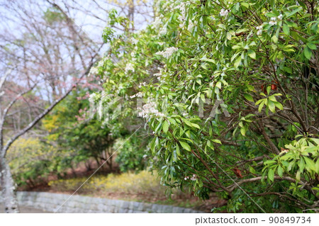 Acebi flower 90849734