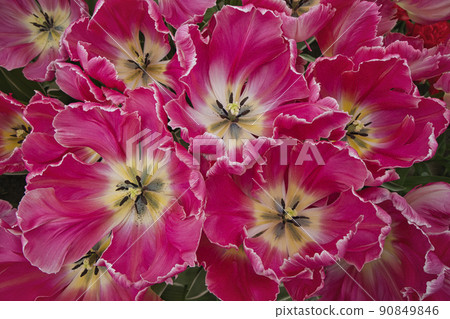 White and pink blooming flowers in a flowerbed 90849846