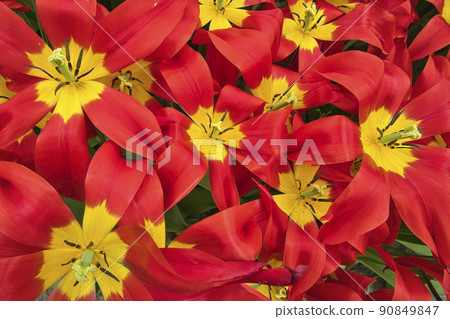 Red and yellow blooming flowers in a flowerbed 90849847