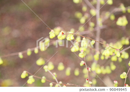 Hinata Mizuki的花 90849945