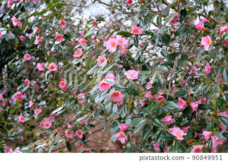 山茶花 山茶花 90849951