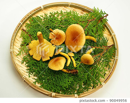 Tricholoma equestre on a colander 90849956