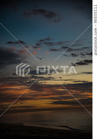 Miami sunrise bird 90850111