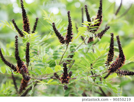 Alien Species False indigo Alien Species False indigo 90850219