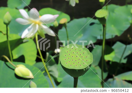 Fukushima Hanawa Kamishui Hasuen Fukushima Hanawa Kamishui Hasuen 90850412