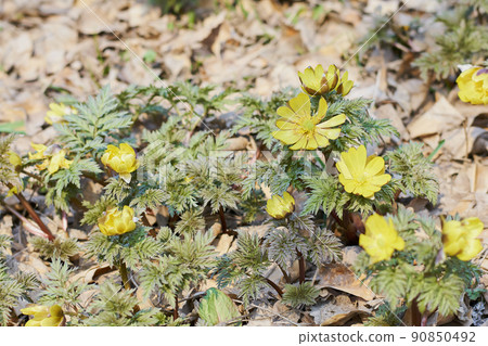 Adonis ramosa blooming in the spring park 90850492