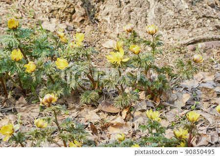 Adonis ramosa blooming in the spring park 90850495