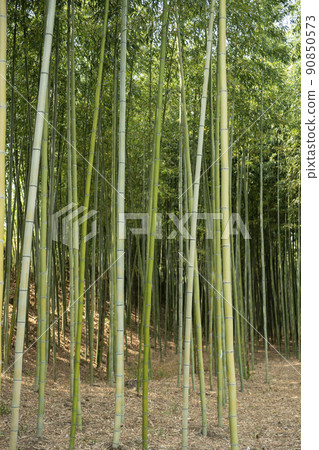 蟾津江竹林小徑 90850573