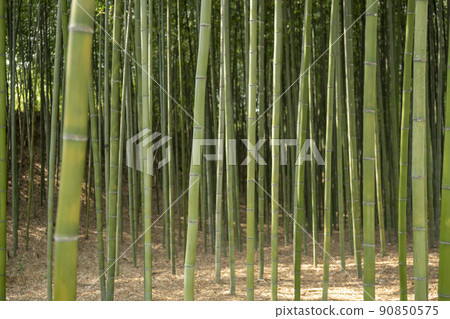 蟾津江竹林小徑 90850575