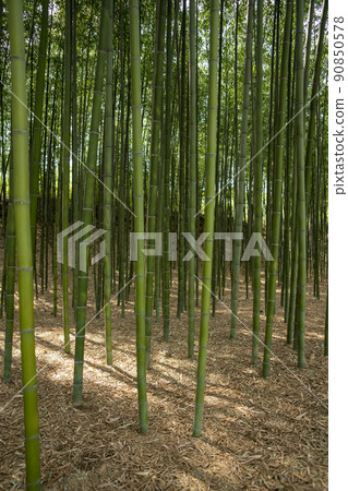蟾津江竹林小徑 90850578