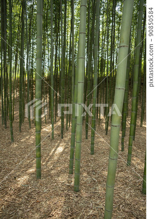 蟾津江竹林小徑 蟾津江竹林小徑 90850584