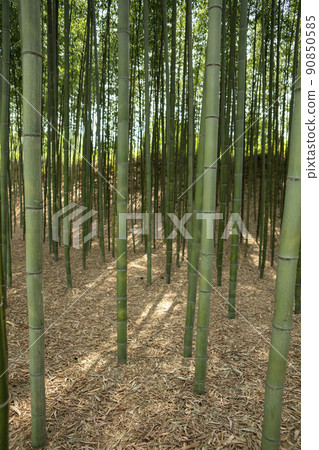 蟾津江竹林小徑 90850585