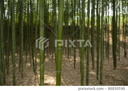 蟾津江竹林小徑 90850590