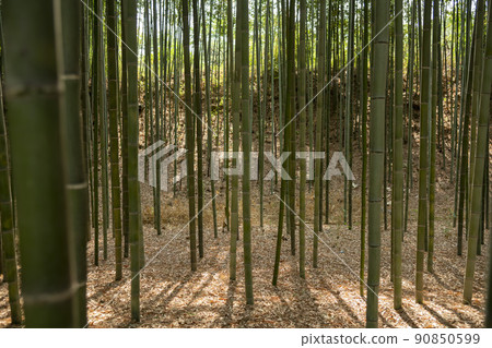 Seomjingang Bamboo Forest Path Seomjingang Bamboo Forest Path 90850599
