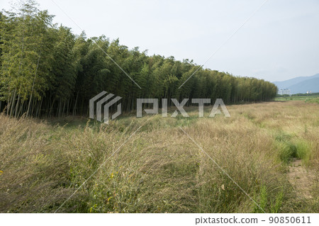 蟾津江竹林小徑 90850611