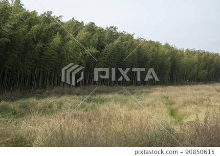 蟾津江竹林小徑 90850615