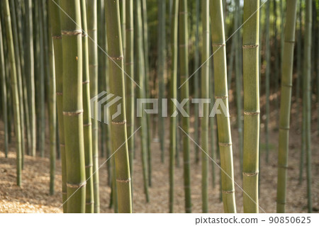 蟾津江竹林小徑 蟾津江竹林小徑 90850625