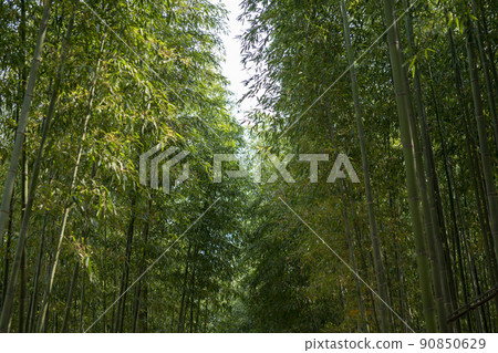 蟾津江竹林小徑 90850629