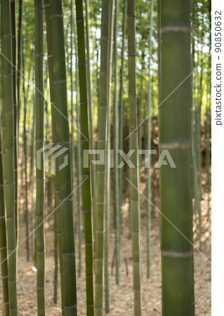 蟾津江竹林小徑 90850632