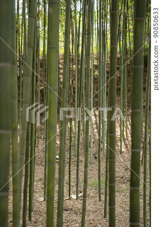 蟾津江竹林小徑 90850633