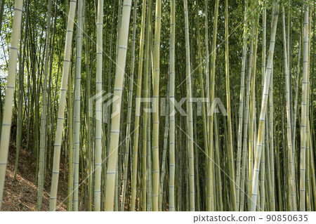 蟾津江竹林小徑 90850635