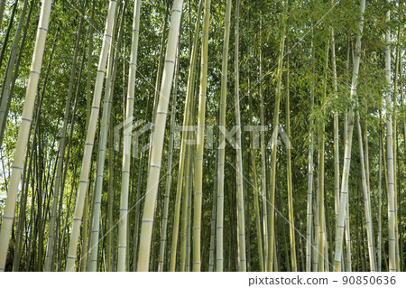 蟾津江竹林小徑 90850636