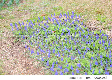 穆斯卡里花 穆斯卡里花 90850814